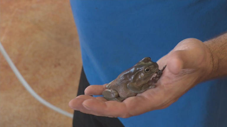 J&R Aquatic Animal Rescue celebrates 'Save the Frogs Day'