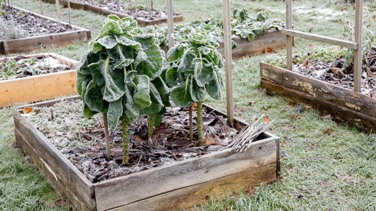 Is there any way to protect your vegetable garden from a sudden ...