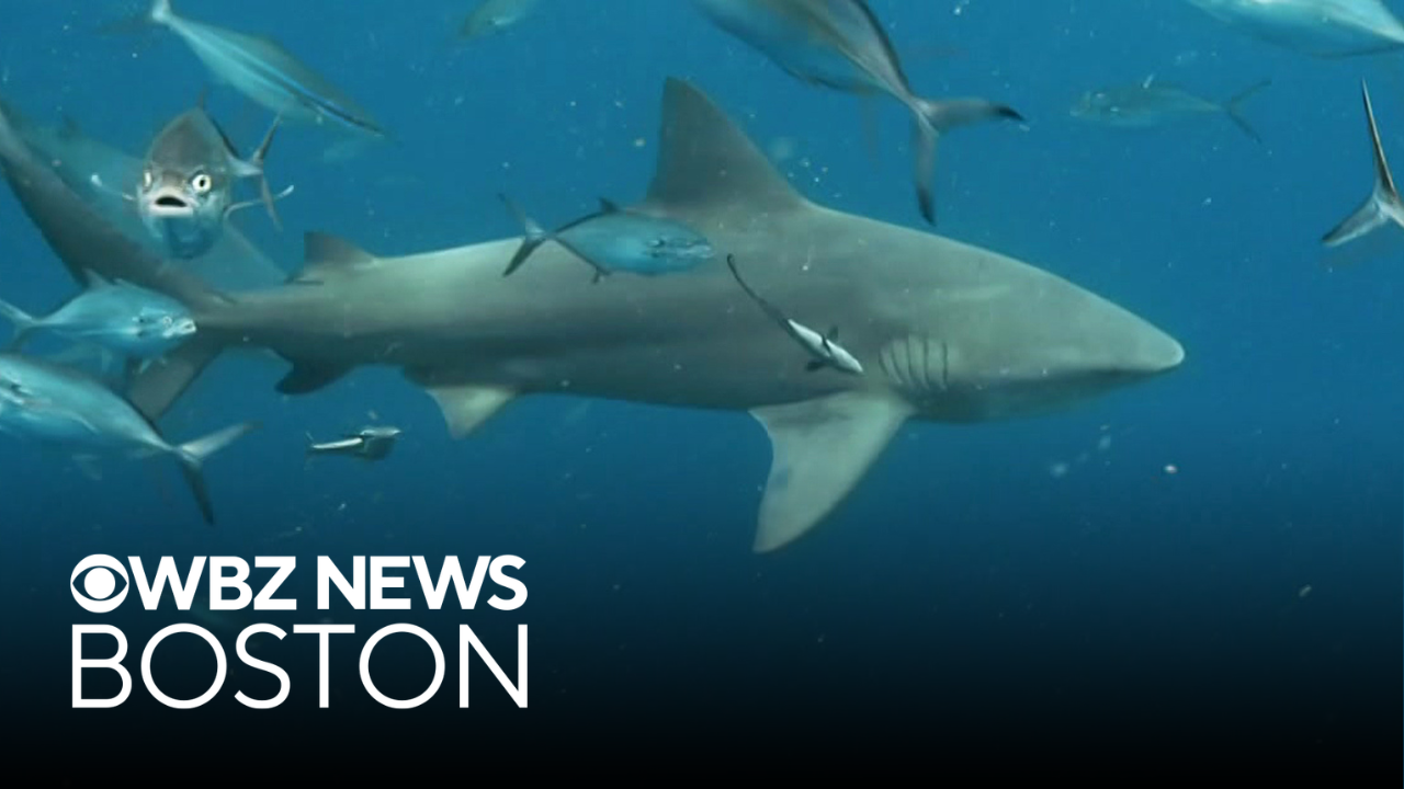 Alabama implements real-time shark alert system
