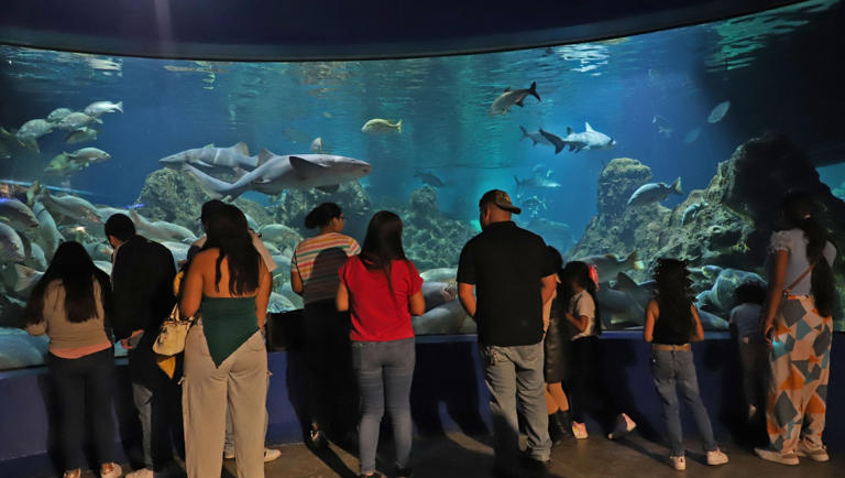 Del Acuario Michin a KidZania: actividades en CdMx para celebrar el Día ...