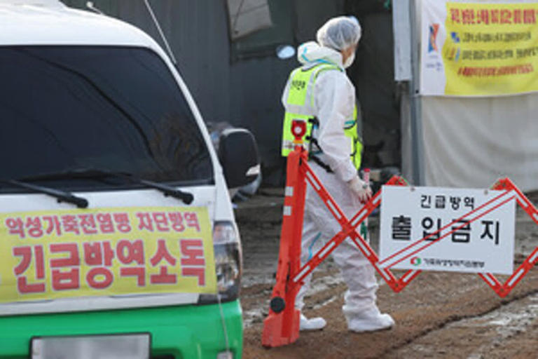 수출길 열린 ASF 'K백신', 국내 도입은 언제?
