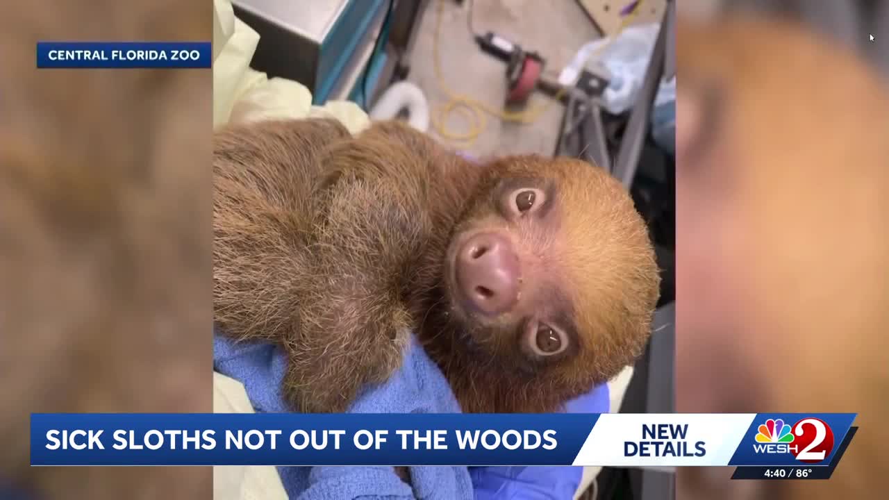 Sick sloths continue road to recovery at Central Florida Zoo
