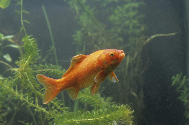 Picture of Image result for oxidation treatments for goldfish