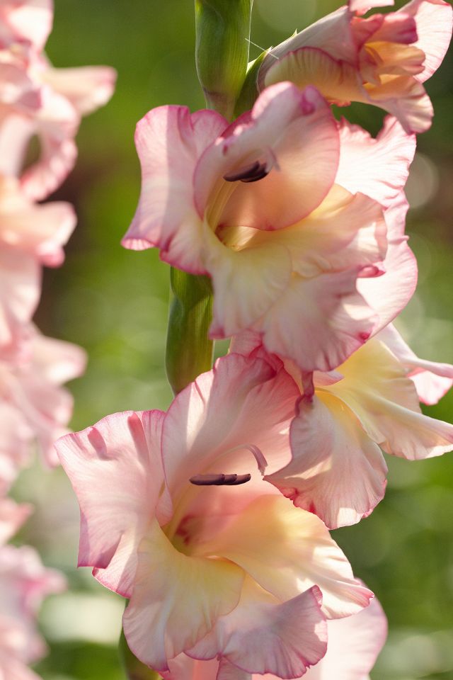sword lily gladiolus flowers