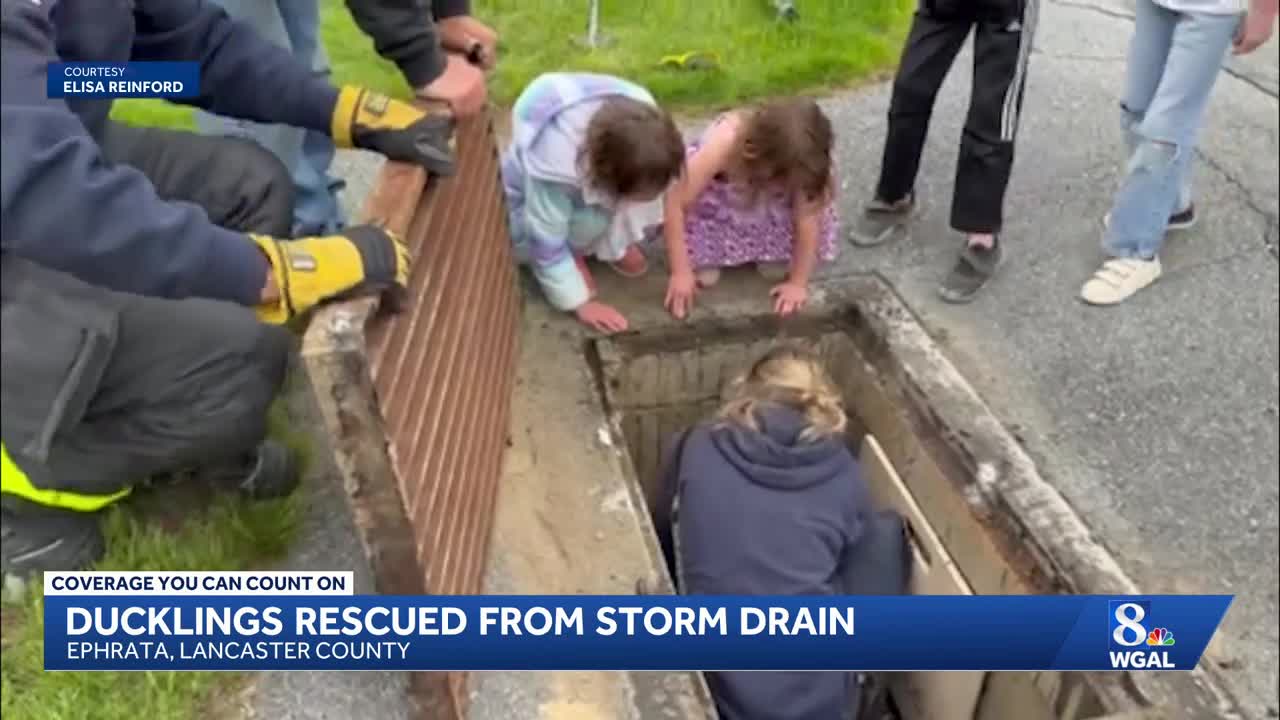 Kids in Lancaster County help rescue ducklings from storm drain