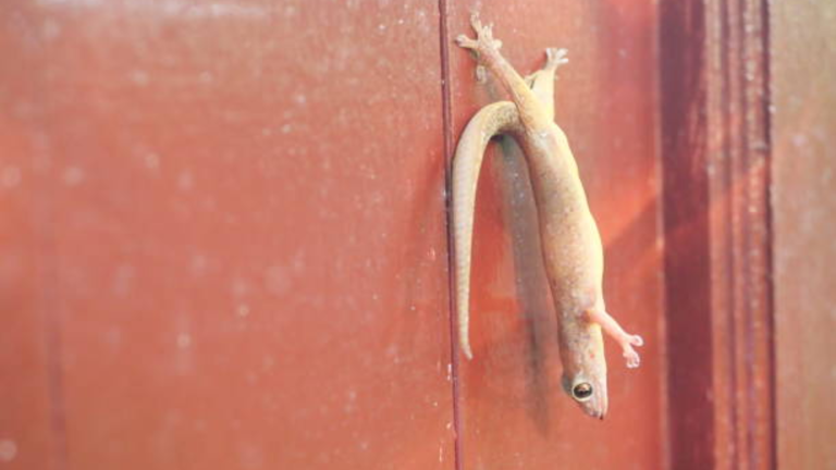 Scared of lizards? These 3 simple tricks will keep them away