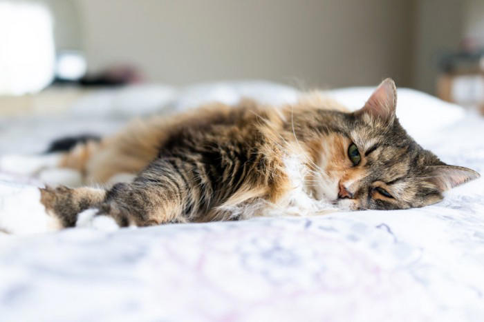 猫の『目が回っている』ときに考えられる原因5つ 病気の可能性から適切な対処法まで解説