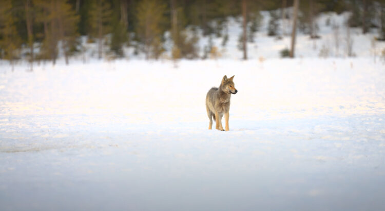Chernobyl’s wolves are thriving in a radioactive no-man’s-land. Their ...