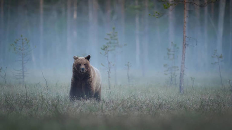 Cameras just captured 'Rocky' the bear with a one-of-a-kind face and ...