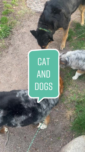 Cat And Dogs Take Over This Adorable Block Party
