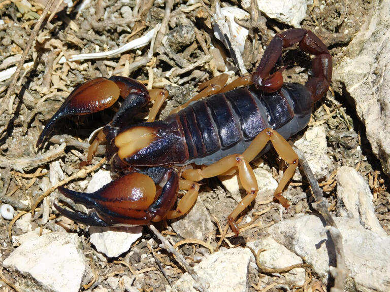 Scorpions' weapons are fortified with metal to suit their needs ...