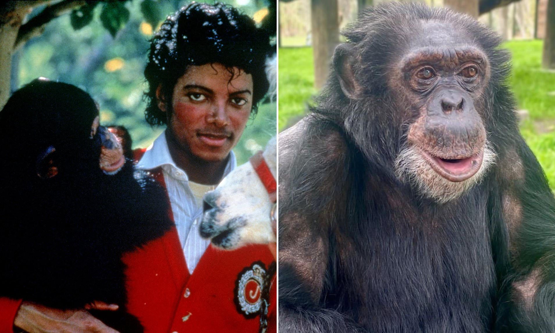 Where Michael Jackson's pet chimp Bubbles, 43, is now as sanctuary ...