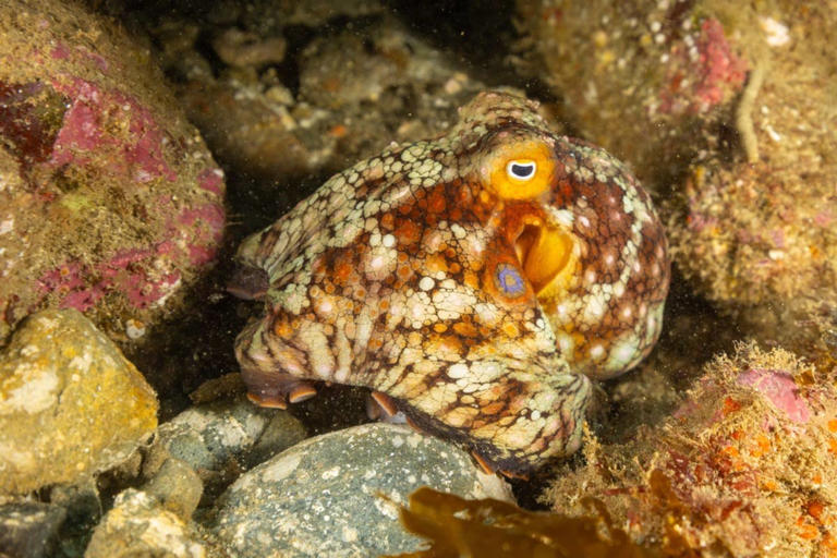 Diver captures rare double-spot octopus disappearing into sand in seconds