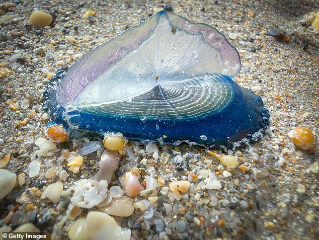 Thousands of bright blue sea creatures wash up on beach and stun locals ...