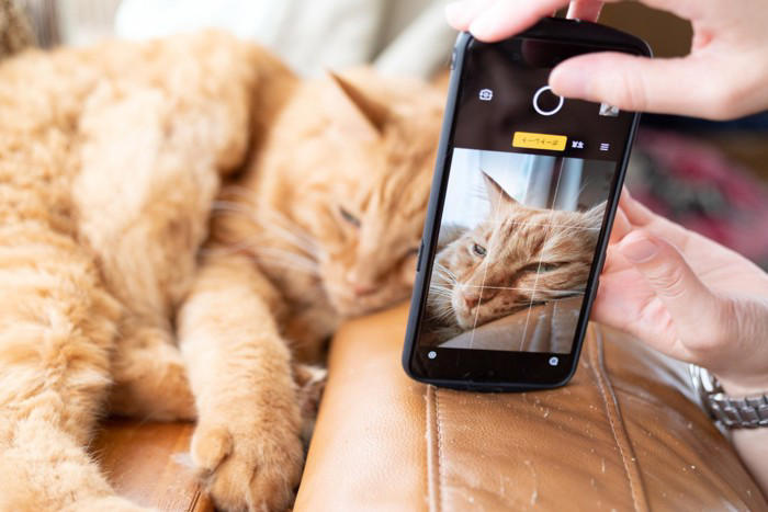 猫の『目が回っている』ときに考えられる原因5つ 病気の可能性から適切な対処法まで解説