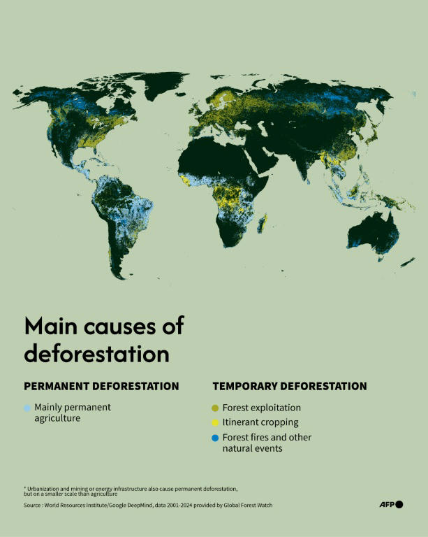 Tropical forest loss eases after record year: researchers