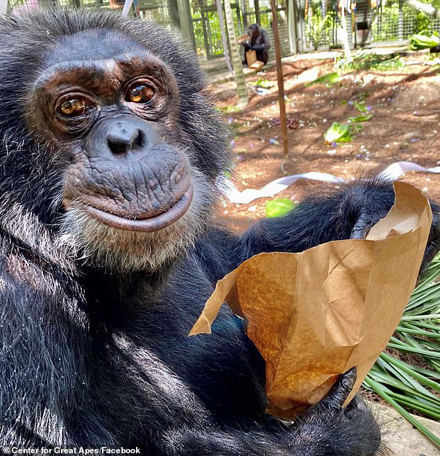 Where Michael Jackson's pet chimp Bubbles, 43, is now as sanctuary ...