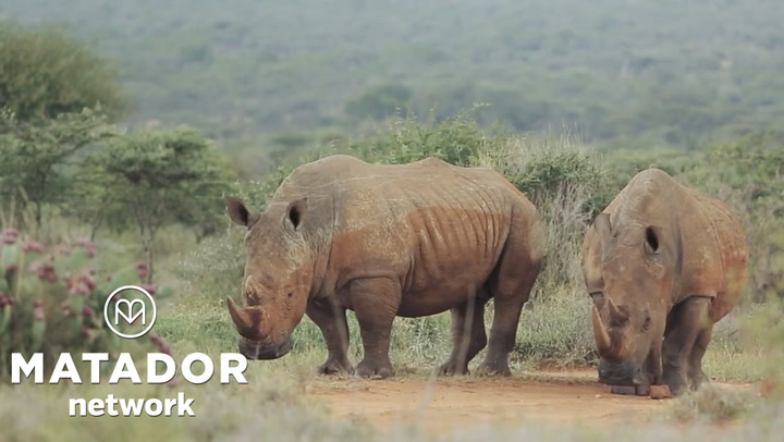 How Ol Jogi Ranch fights to conserve Kenya’s endangered black rhinos