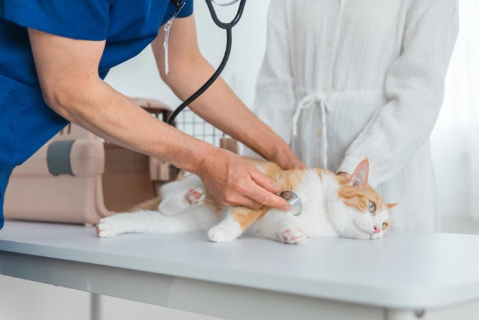 猫の『目が回っている』ときに考えられる原因5つ 病気の可能性から適切な対処法まで解説