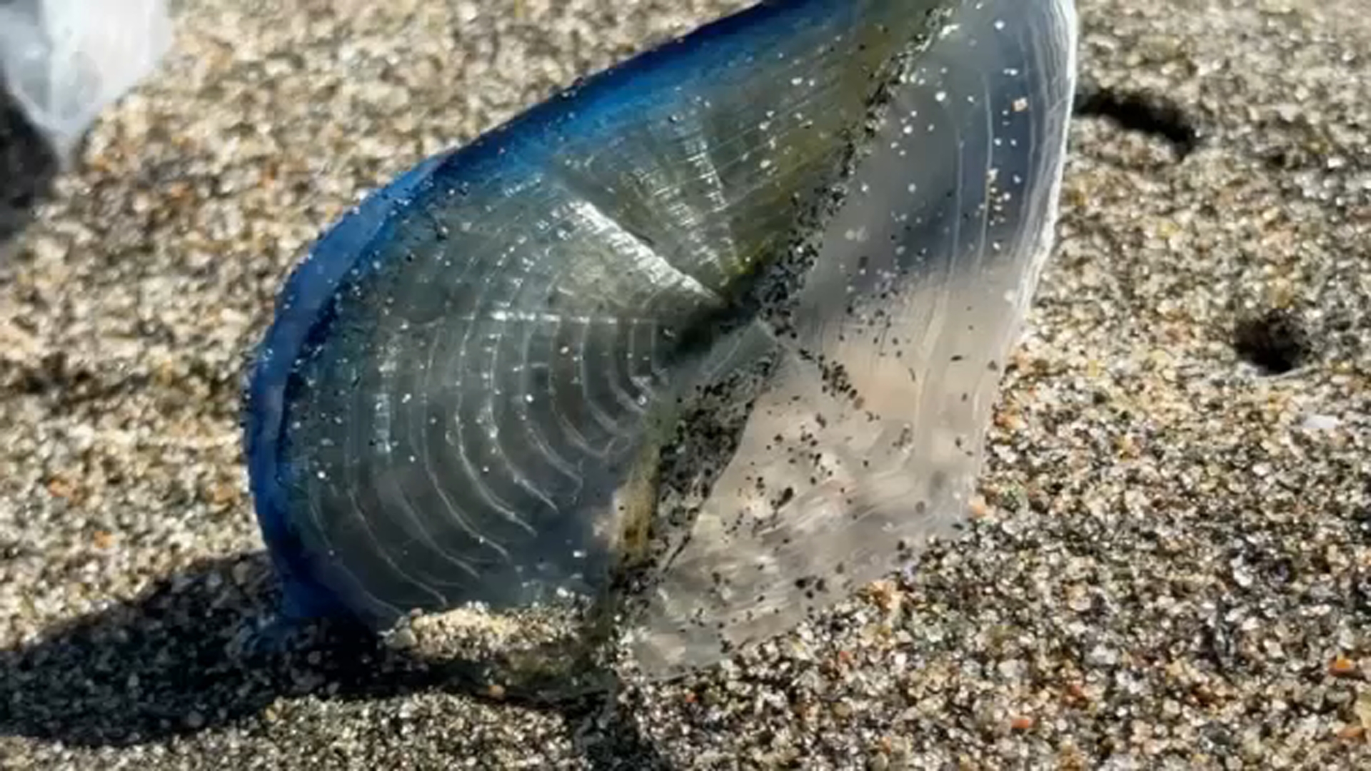 Velella velella: What to know about strange sea creatures washing up on ...