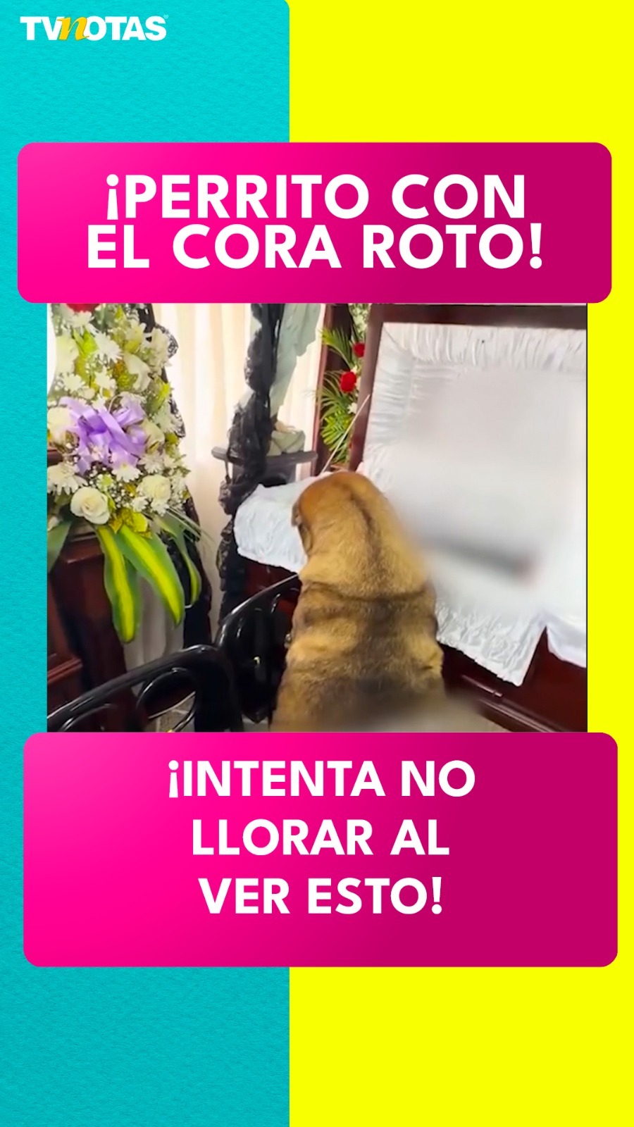 Un perro despide a su dueño en el funeral y su reacción conmueve al mundo
