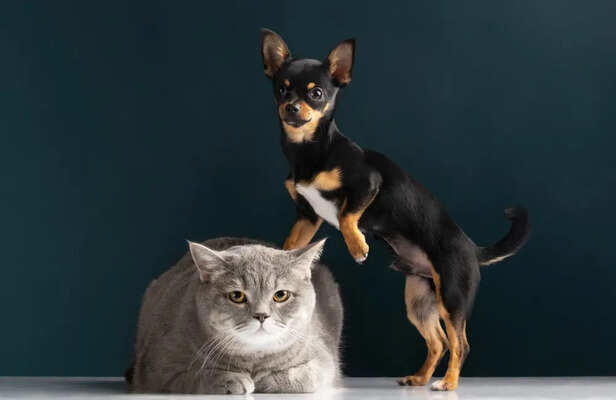 The shocking differences between dog, cat, and exotic pet care
