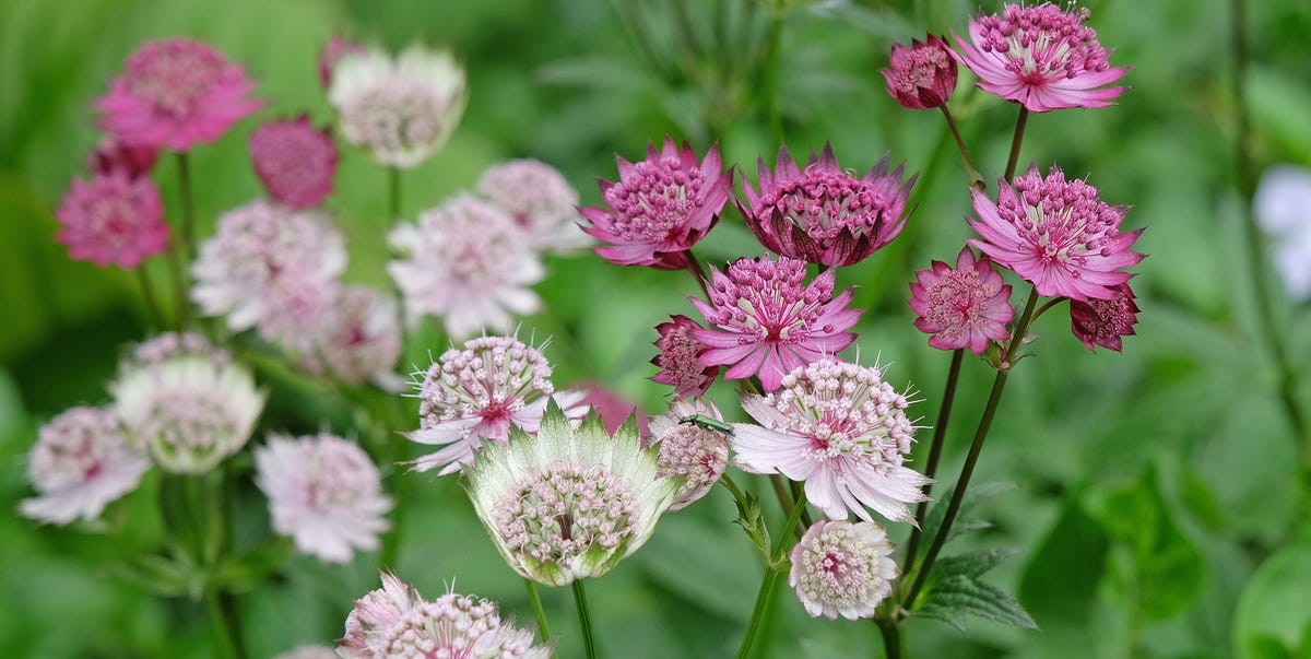10 colourful, low-maintenance garden plants that are hard to kill ...