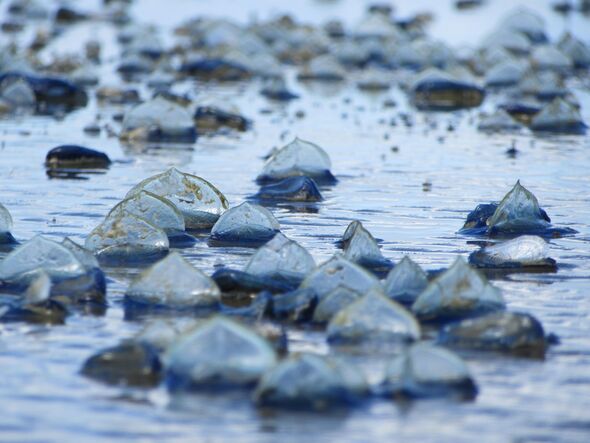 Thousands of mysterious blue sea creatures wash up on California coastline