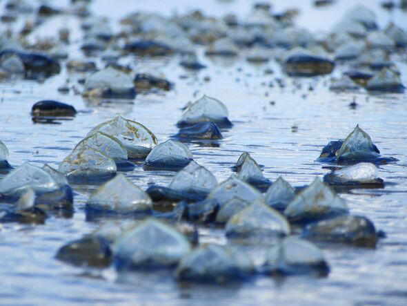 Thousands of mysterious blue sea creatures wash up on California coastline