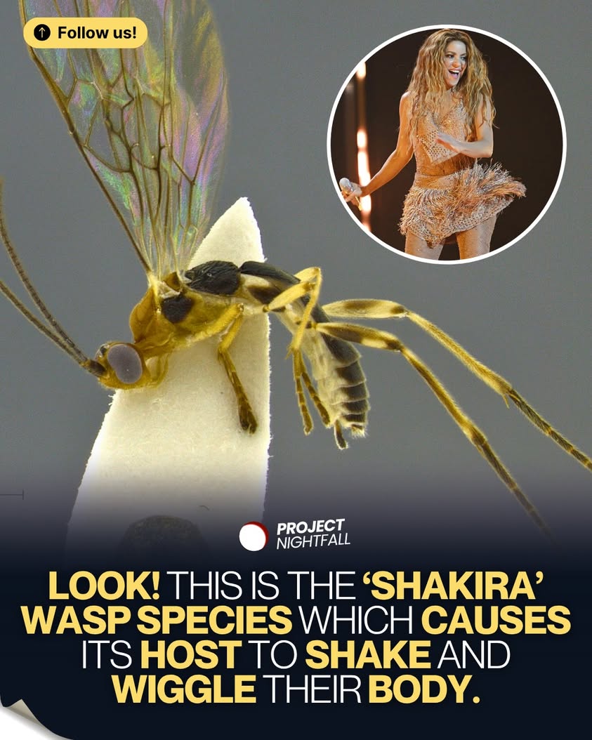 Shakira's name, a chilling twist: Meet the wasp whose victims wriggle ...