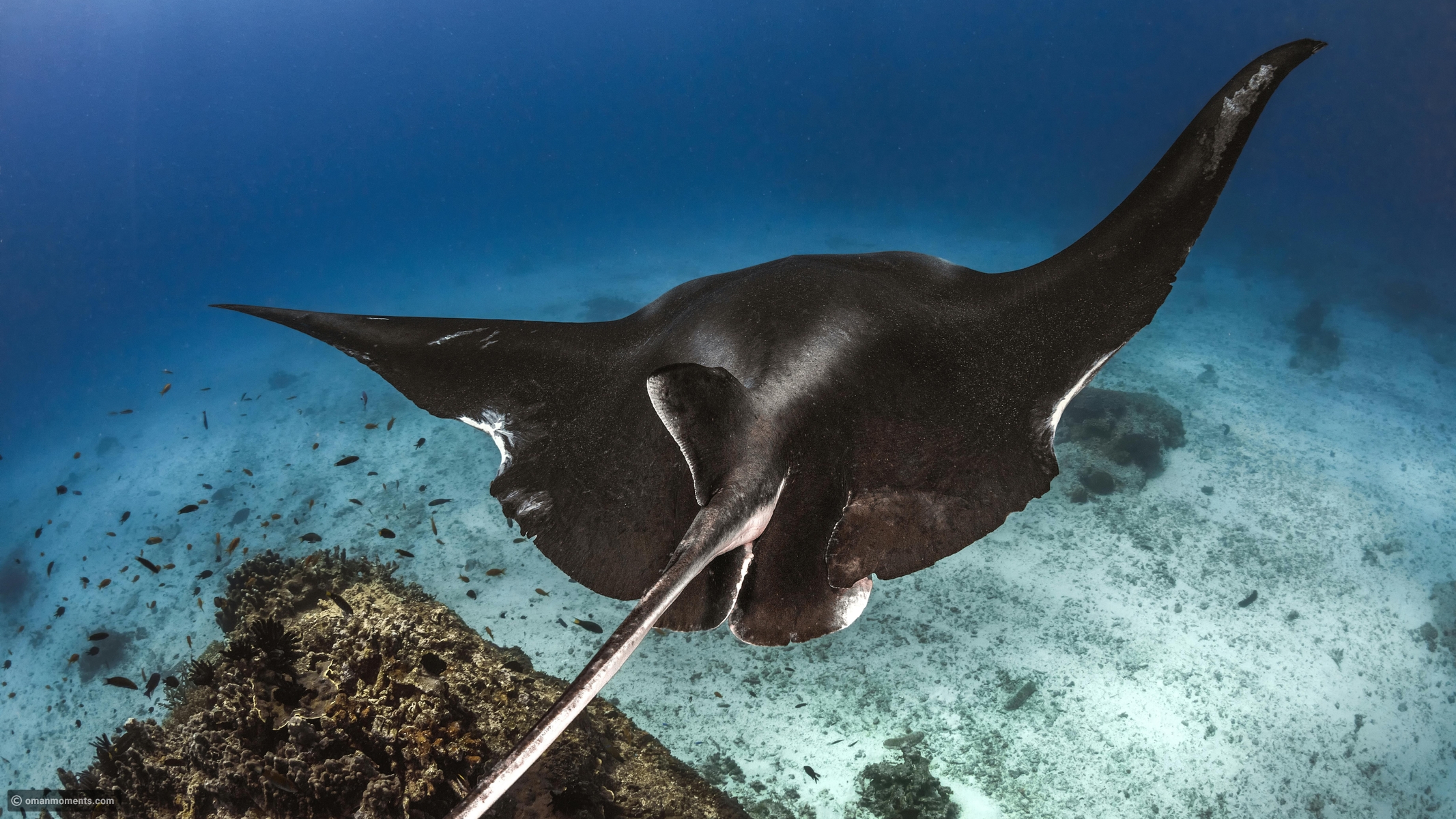 The ocean’s most incredible fish fins you need to know