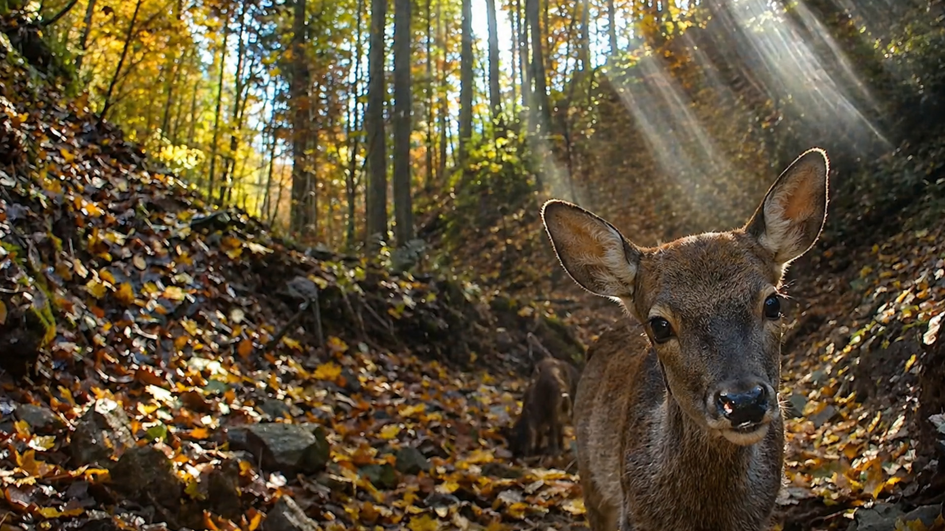 Wanneer een wild hert nieuwsgierig wordt - moment vastgelegd met wildcamera