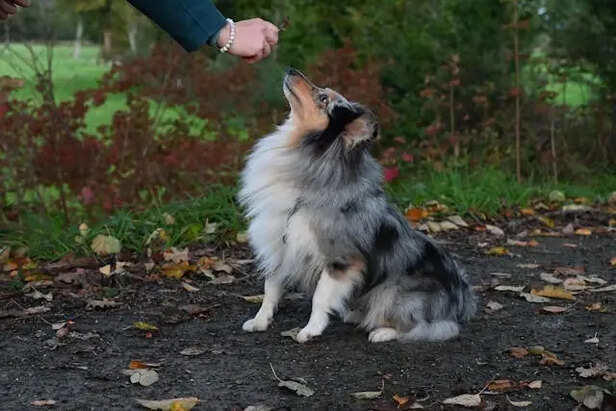 Can you train an adult pet?