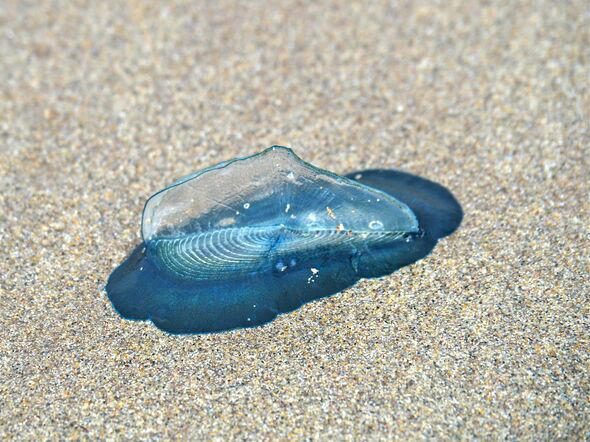 Thousands of mysterious blue sea creatures wash up on California coastline