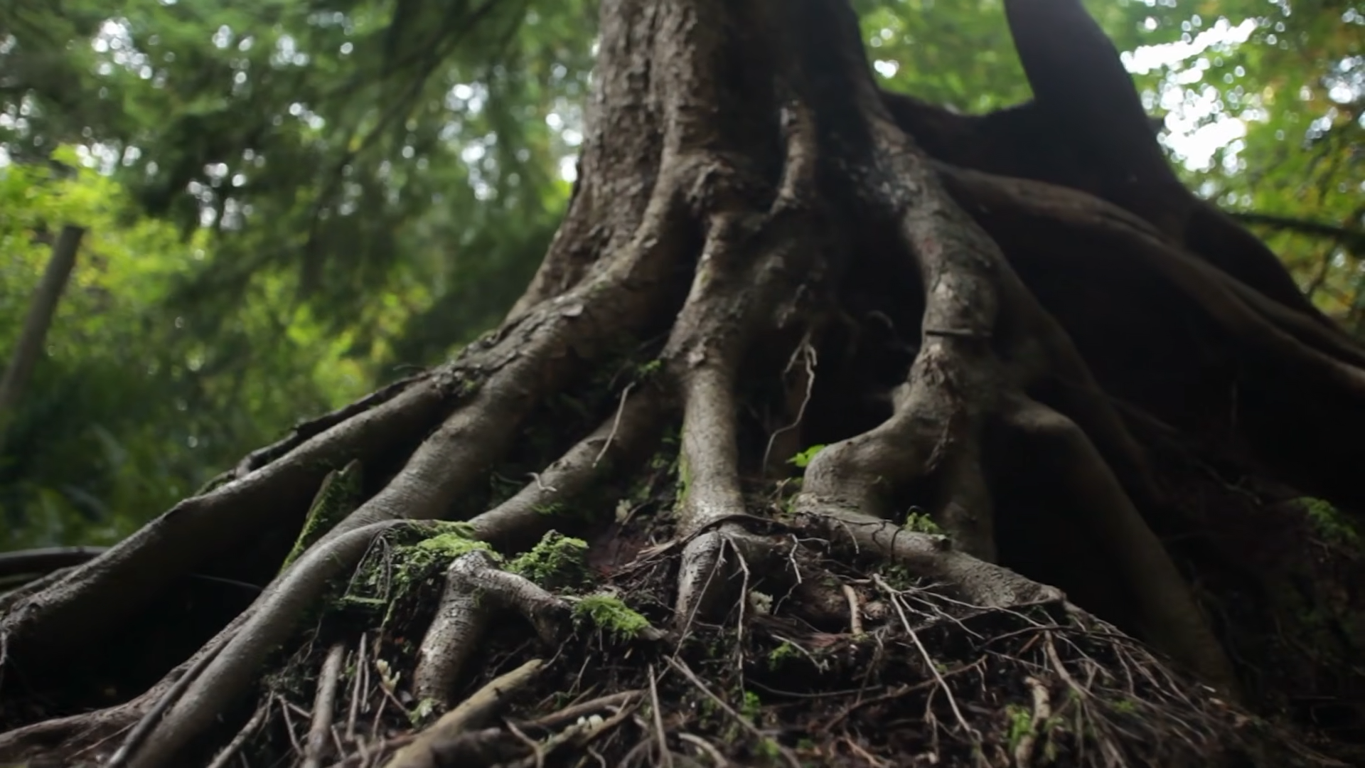 The wood wide web was called a breakthrough - now scientists say it ...