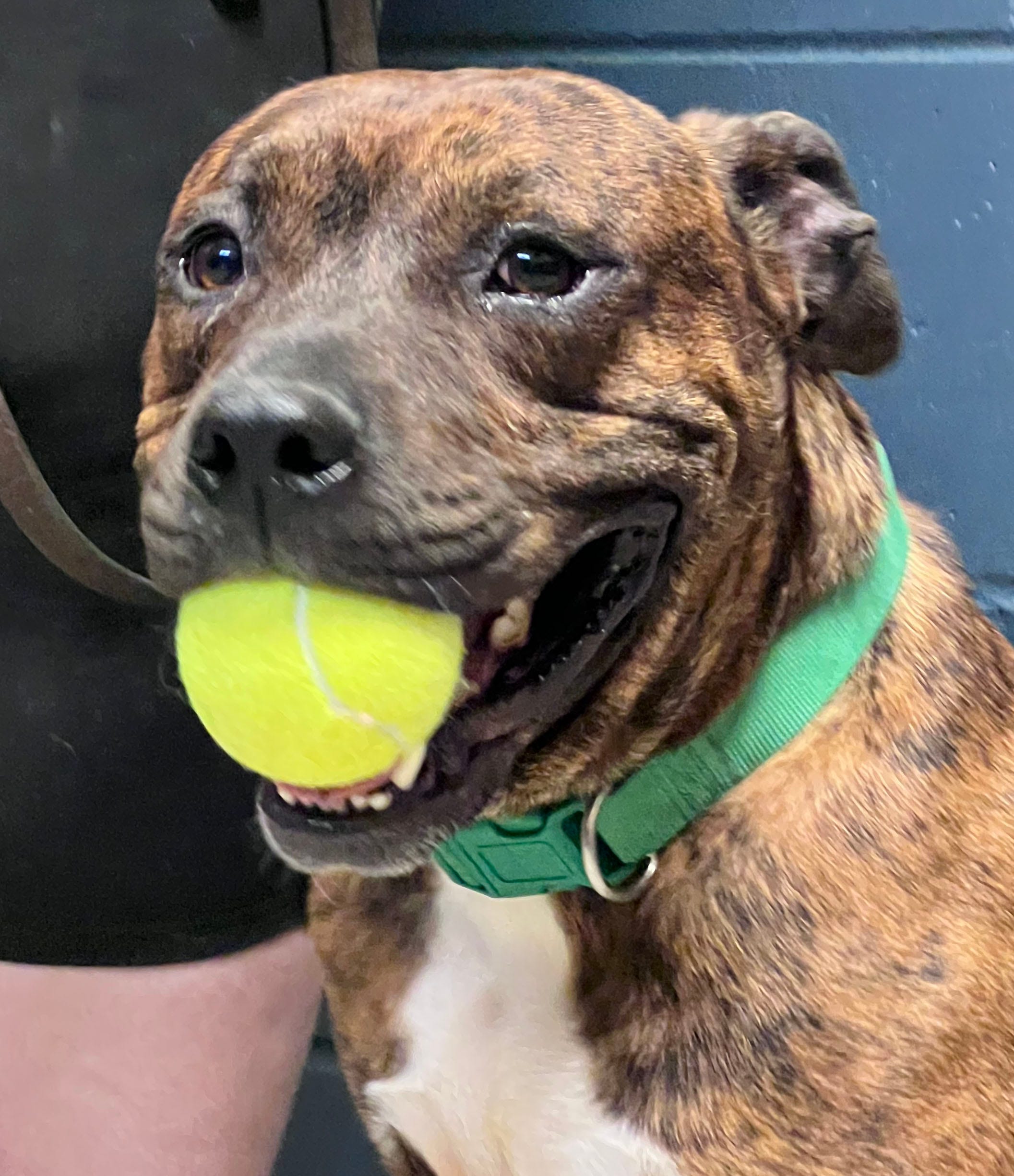News Journal pet of the week is 5-year-old pit bull-mix named Monroe