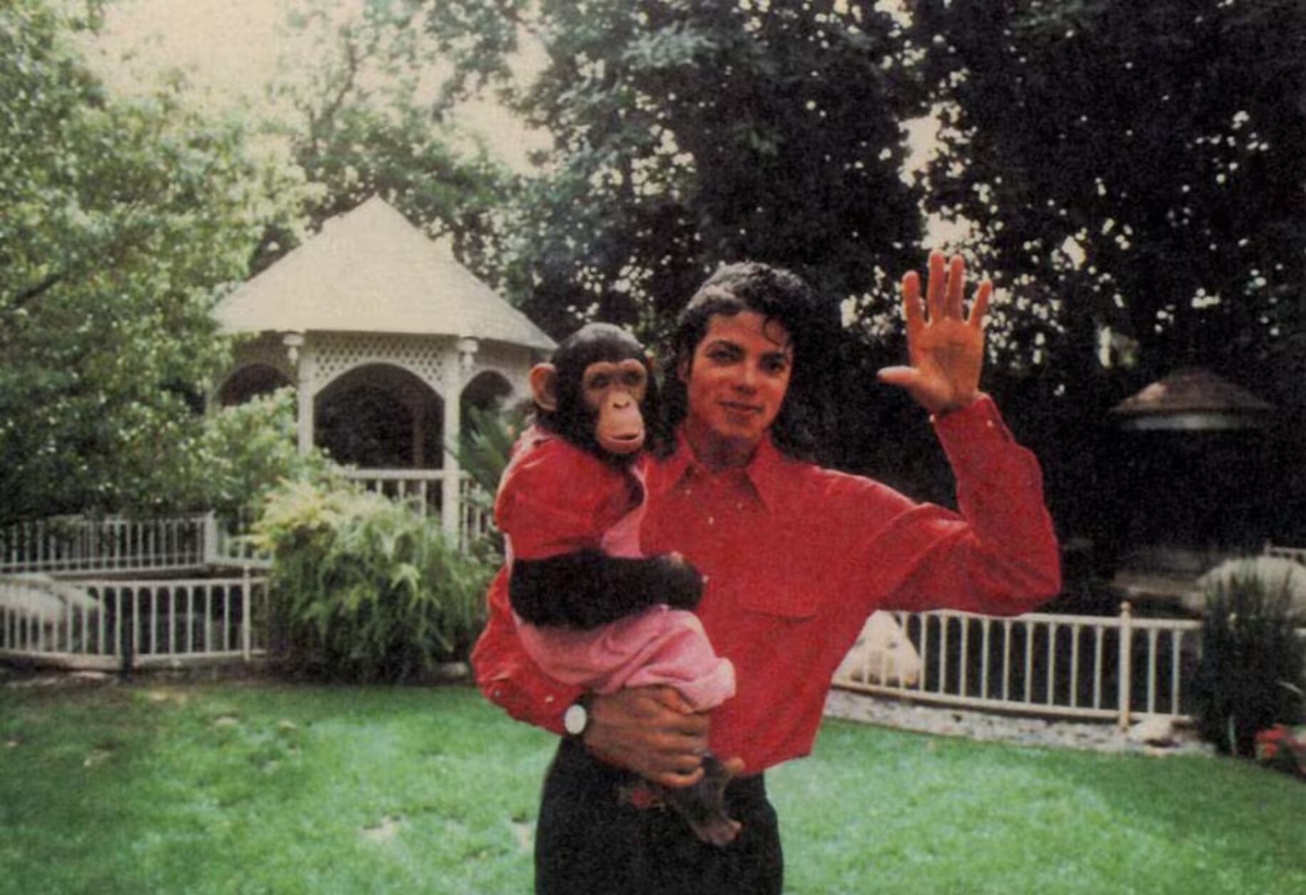Qué fue de Bubbles, el chimpancé que Michael Jackson rescató de la muerte