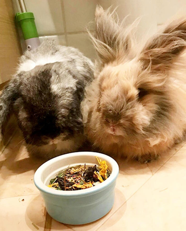 British bunny officially recognised as oldest living rabbit in world