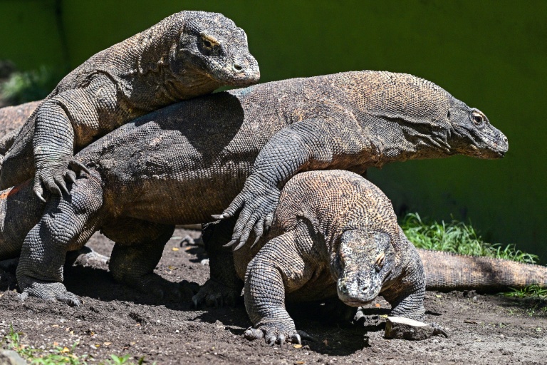 Dragon diplomacy: Indonesia lends Komodo lizard pair to Japan zoo