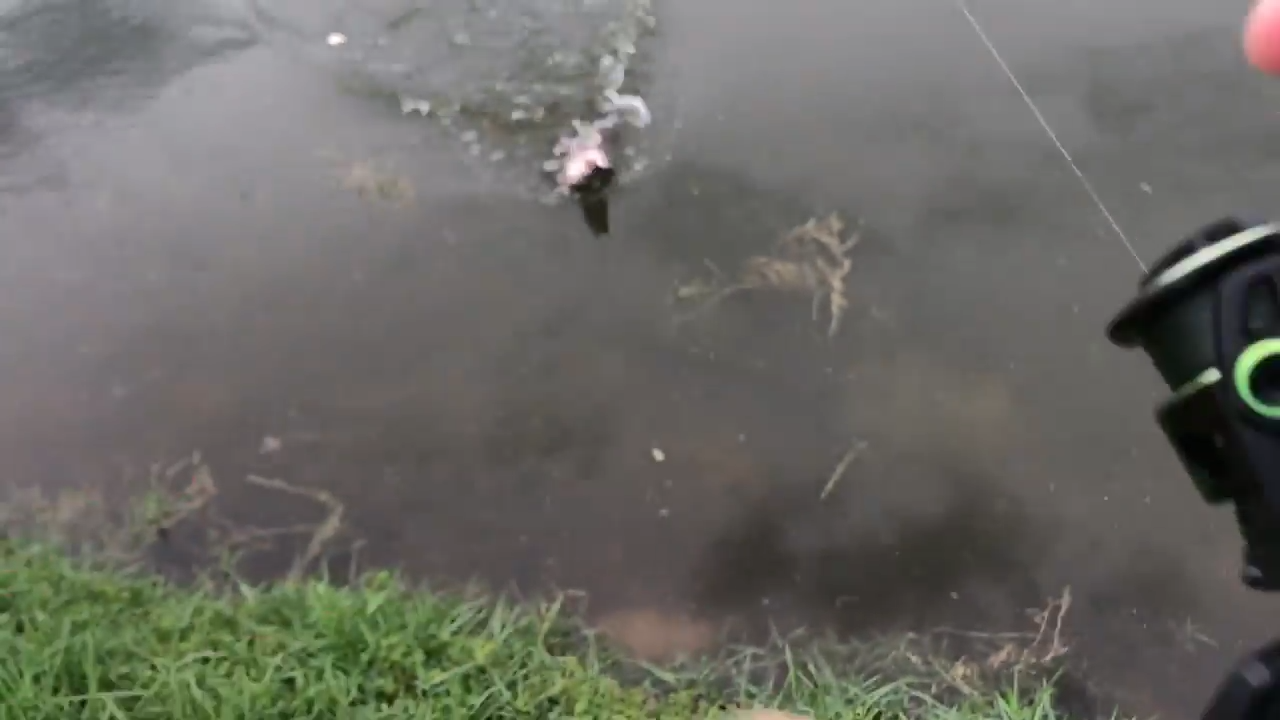 Watch what happens when a rare fish bursts from the water