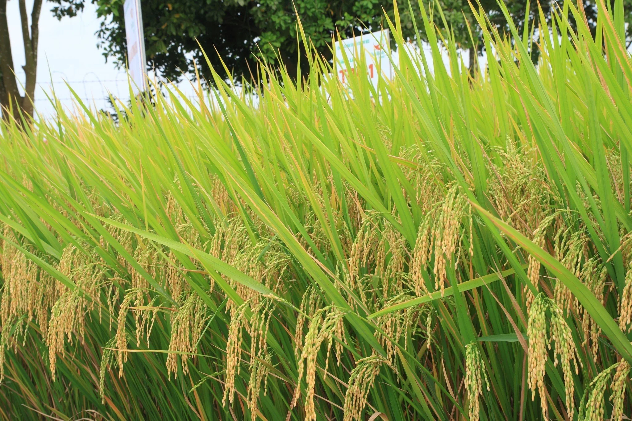 ThaiBinh Seed’s new rice varieties deliver strong results in Vietnam’s ...