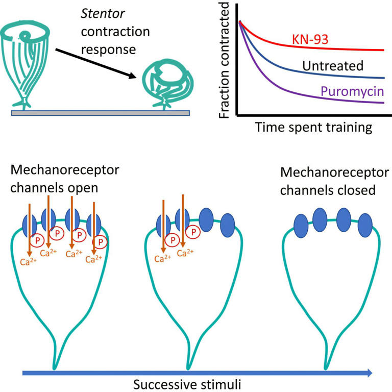 No brain required: This is how the single-celled Stentor learns