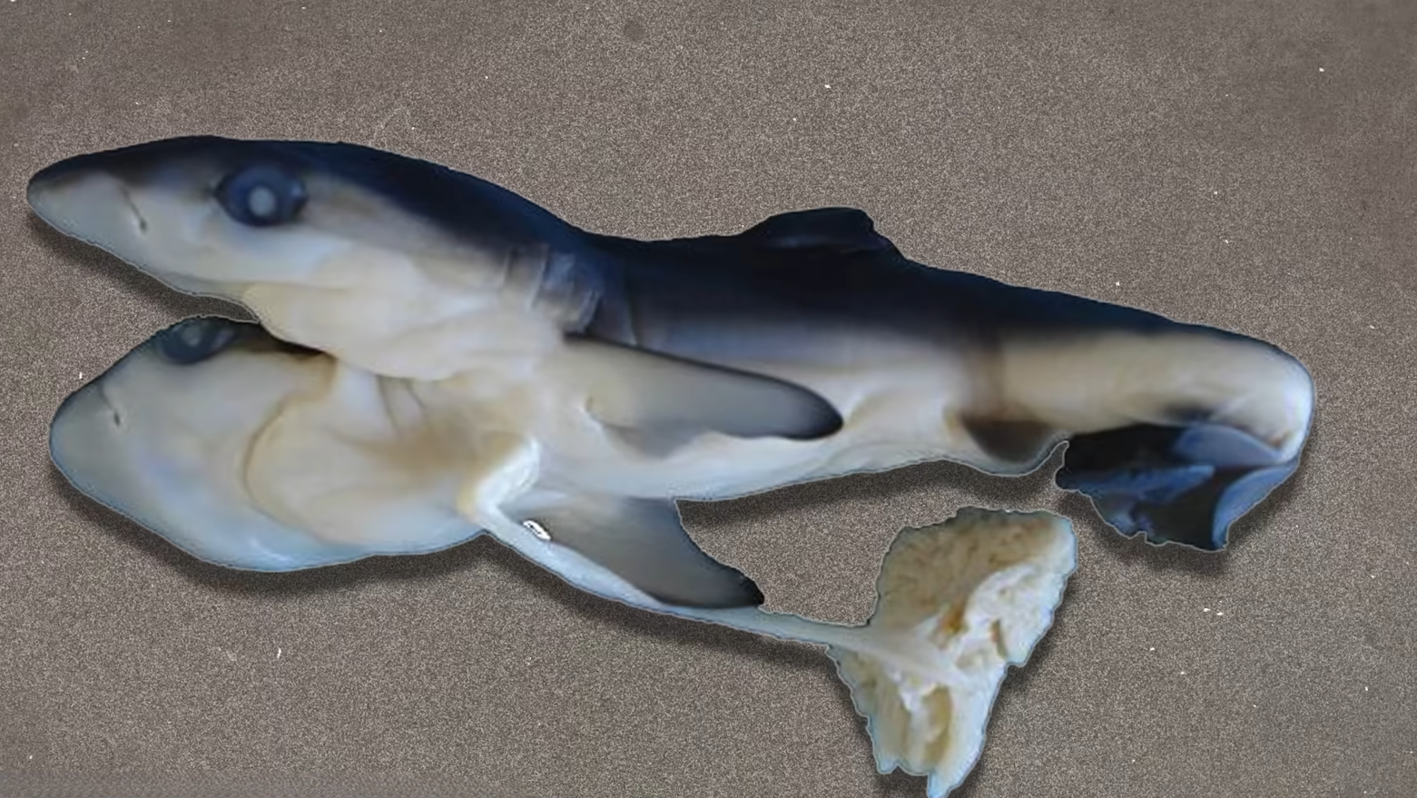 Nature didn't intend this real shark mutations caught on camera