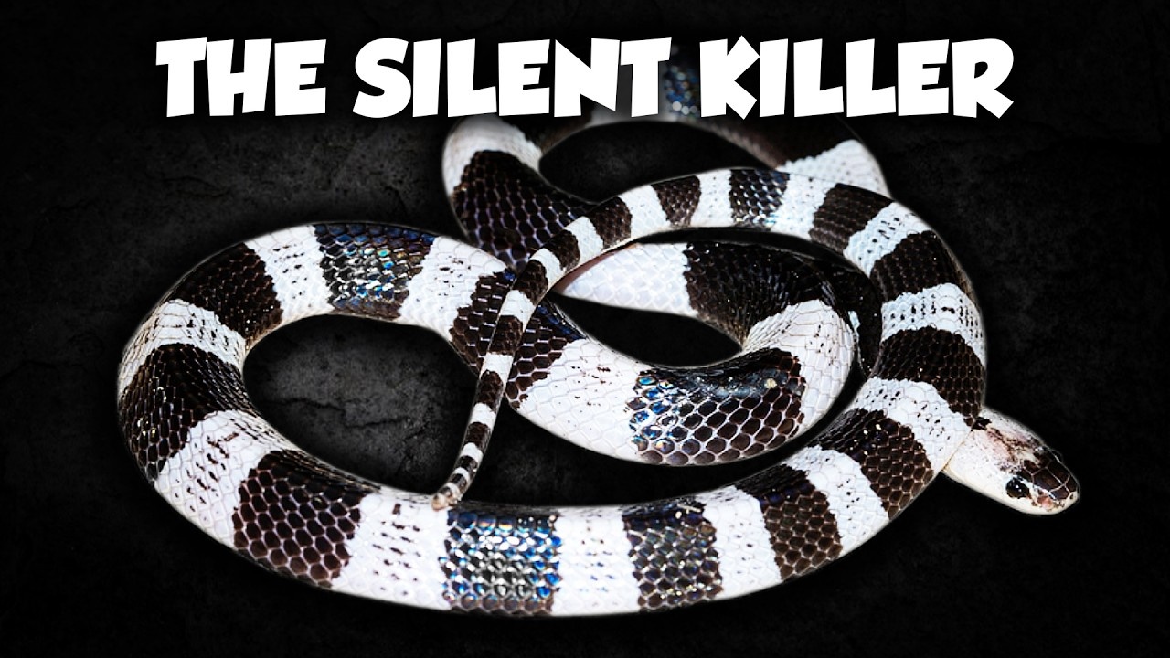 This snake bite can kill you in your sleep without you ever waking up