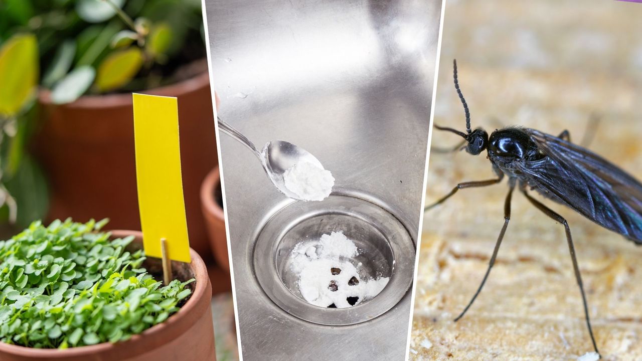 How to get rid of tiny black flies in the house, according to pest ...