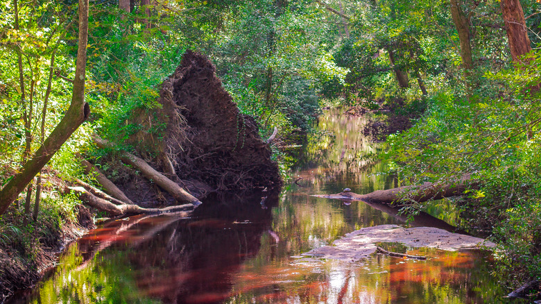 One inviting South Carolina city is a charming hub for lovers of art ...