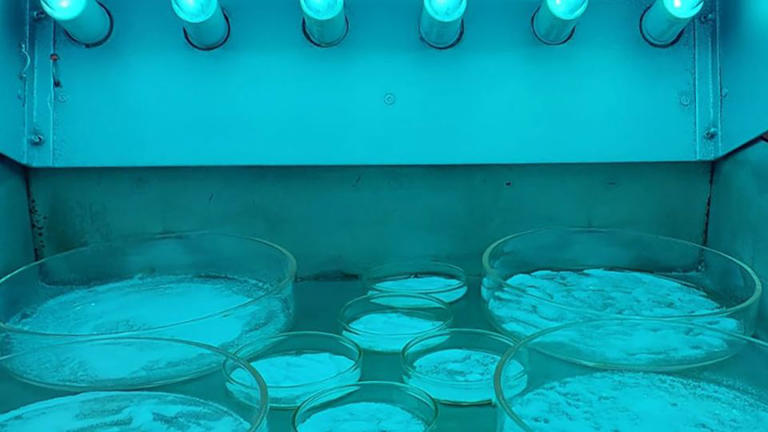 This 'miracle tree' can filter more than 98% of microplastics from tap ...