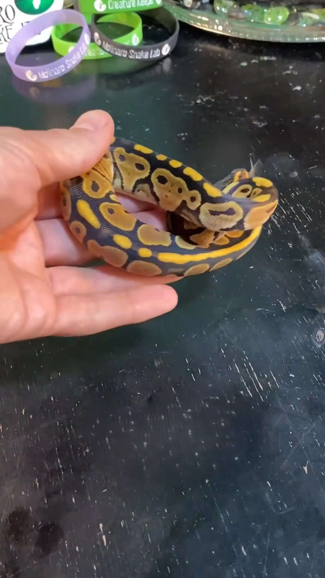 Taming a pet snake with the Molinaro Snake Lab