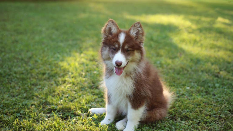 Adorable Pomsky stays shockingly calm around a beach full of elk