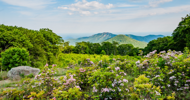 These 4 nature trails in Virginia are springtime magic